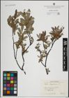Foto von Salix lapponum L.
